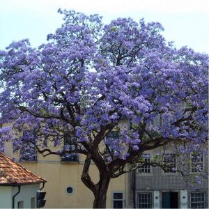 Paulownia boom