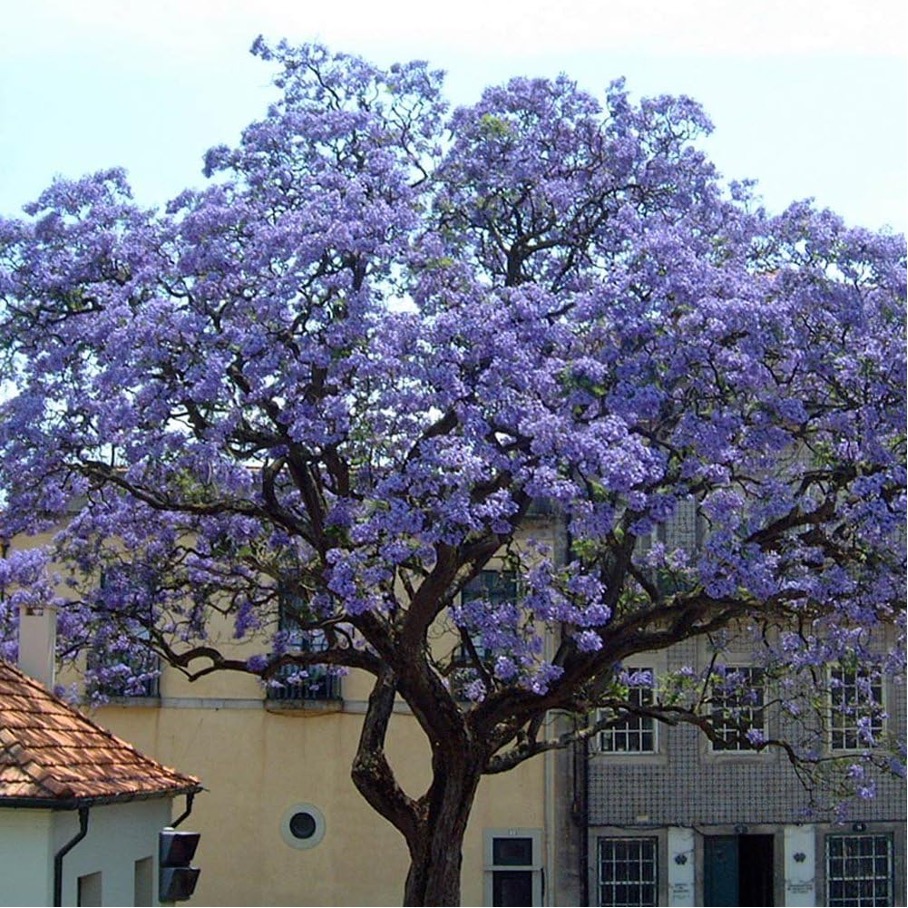 Paulownia boom